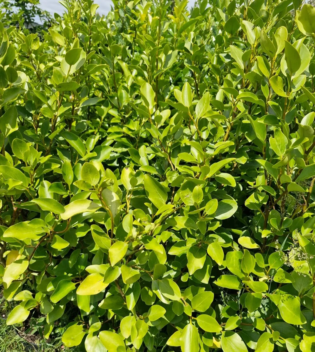 Large potted grisellinia for sale