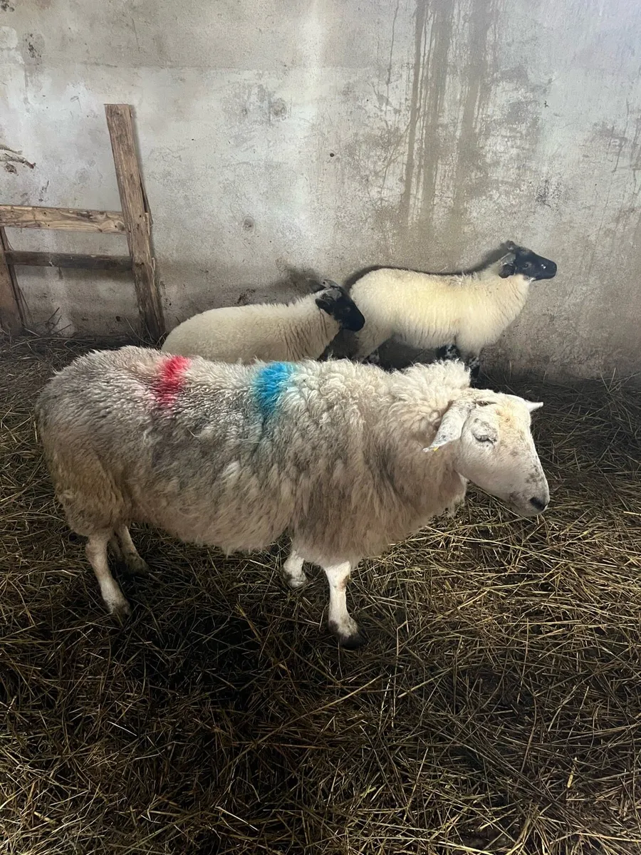 Young Ewes - Image 2