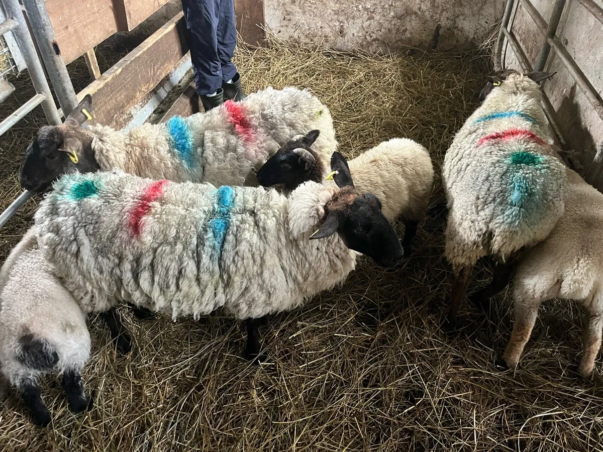 Young Ewes - Image 1