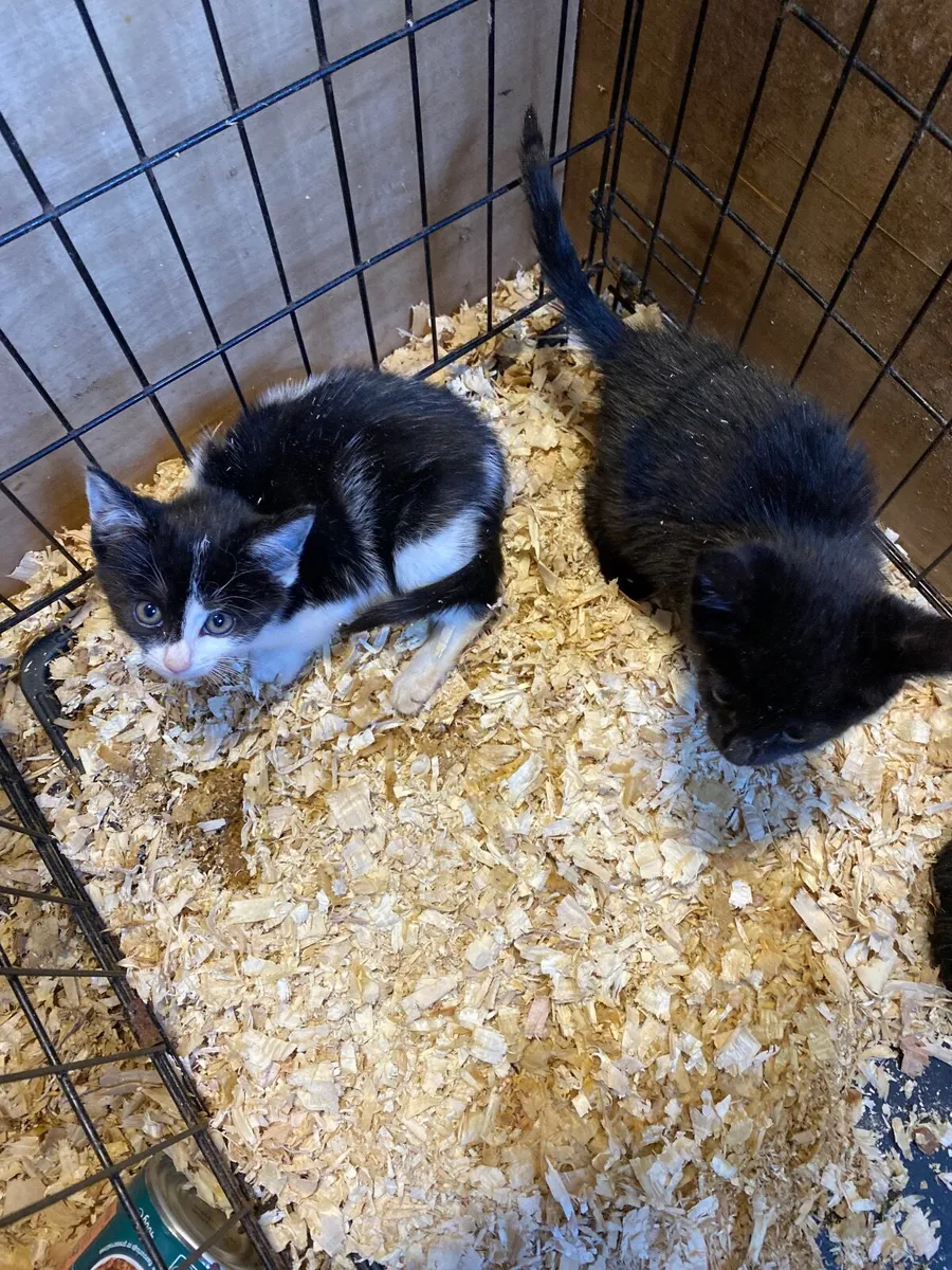 Kittens - Image 1