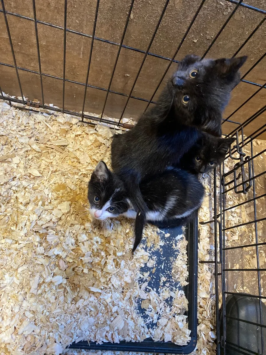 Kittens - Image 2