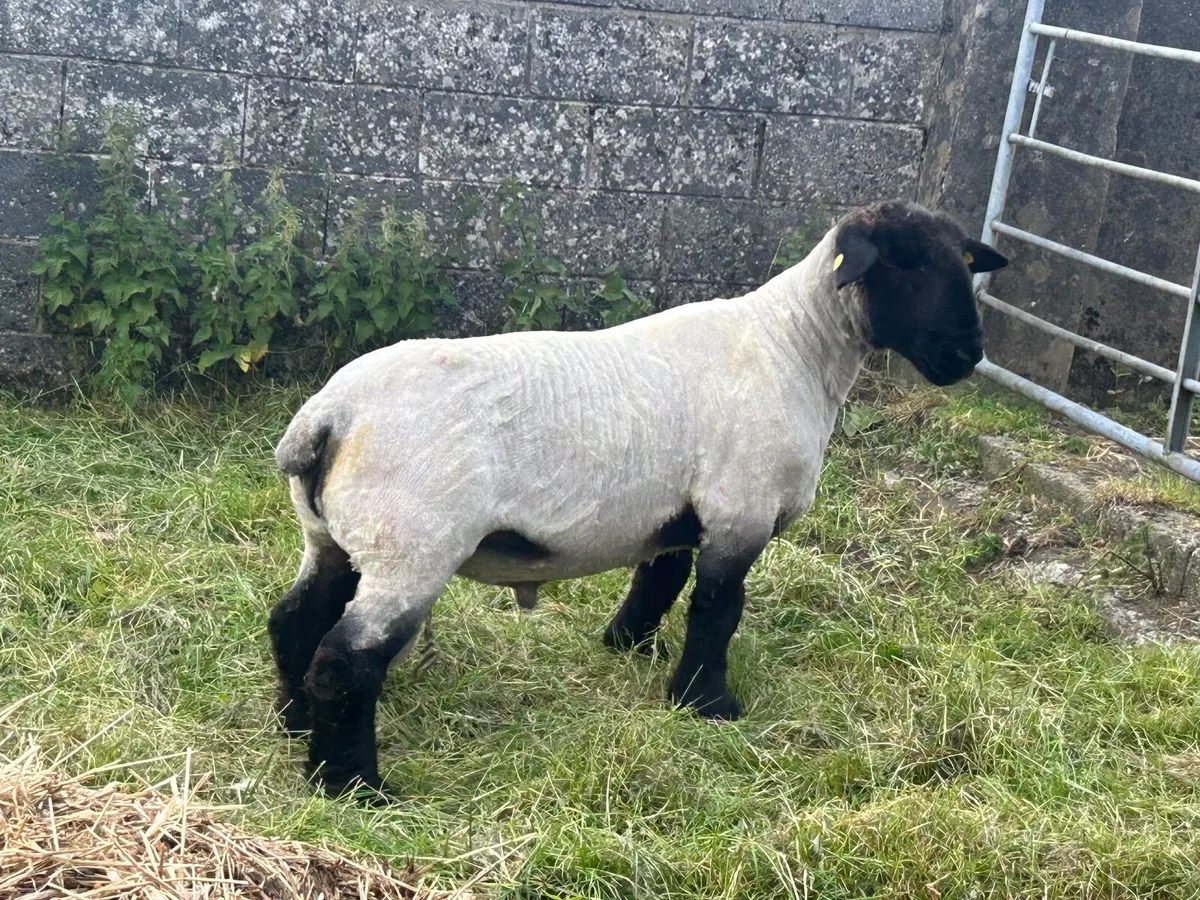 Pedigree Suffolk ramb - Image 2