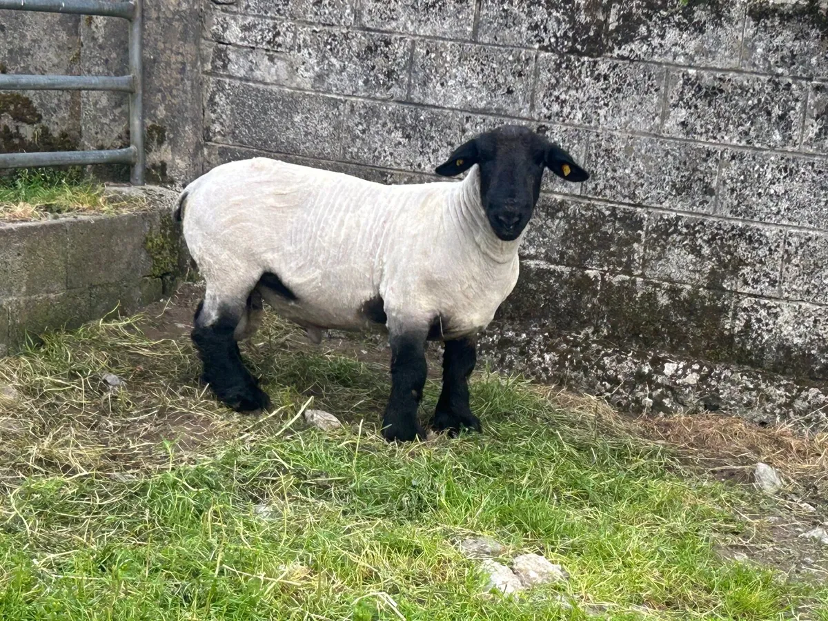 Pedigree Suffolk ramb - Image 3