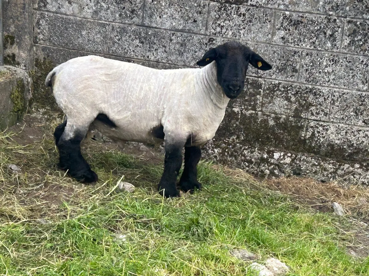 Pedigree Suffolk ramb - Image 4