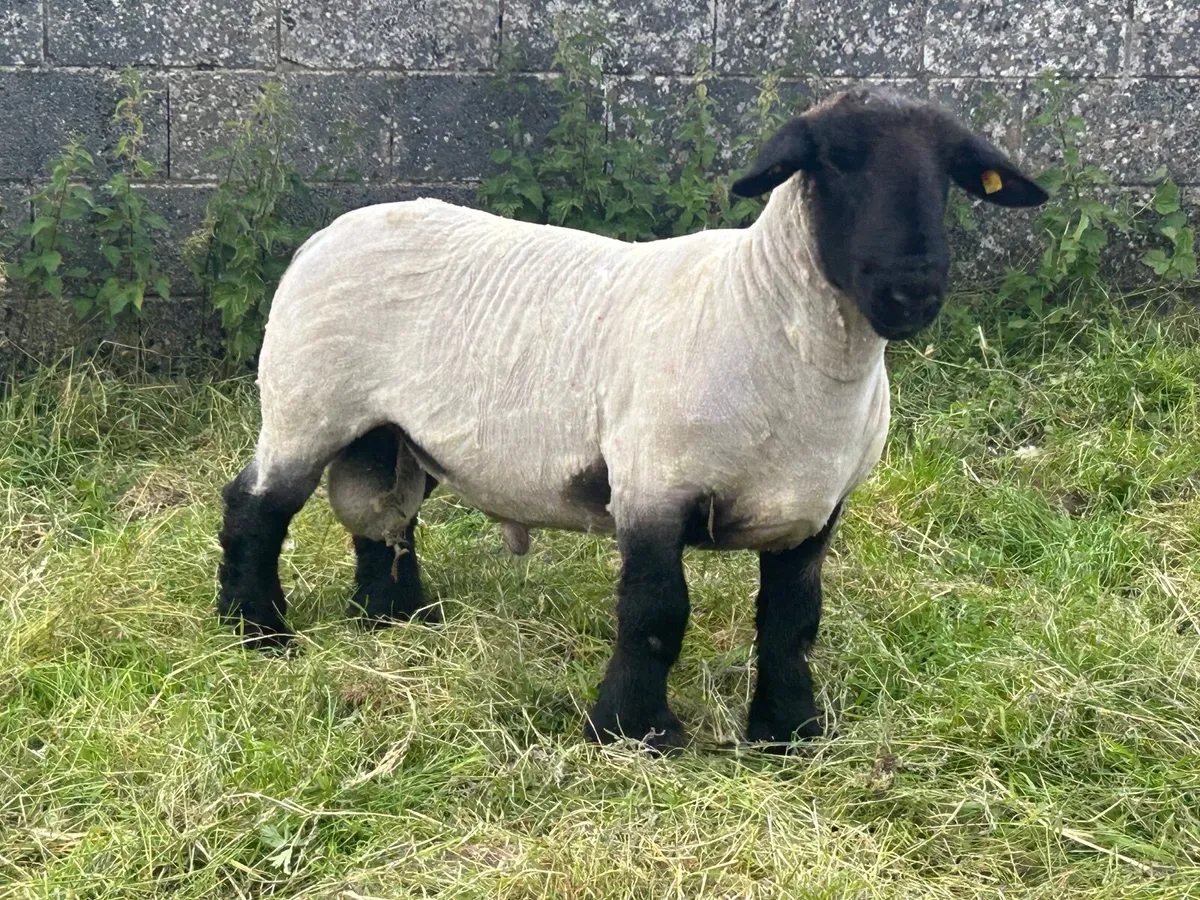 Pedigree Suffolk ramb - Image 1