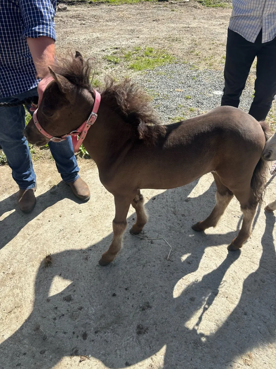 Miniature dun  filly - Image 1