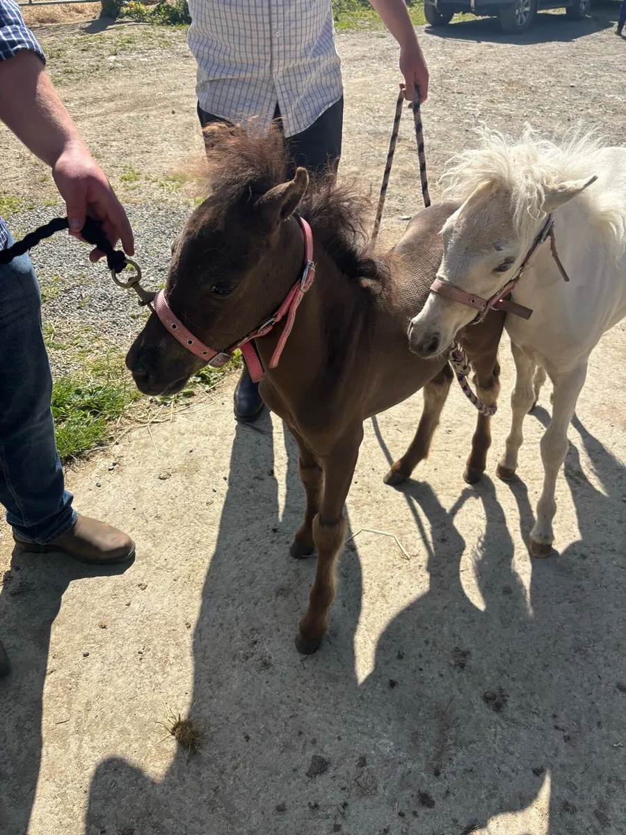 Miniature dun  filly - Image 2