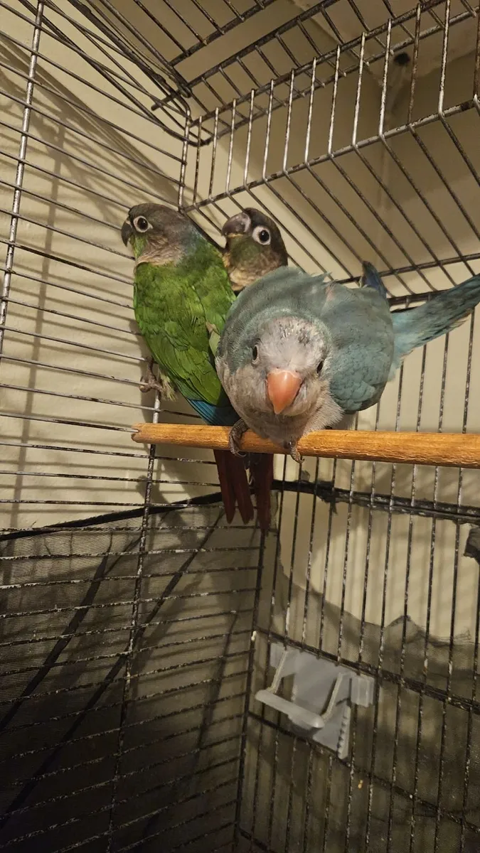 Birds - Image 1