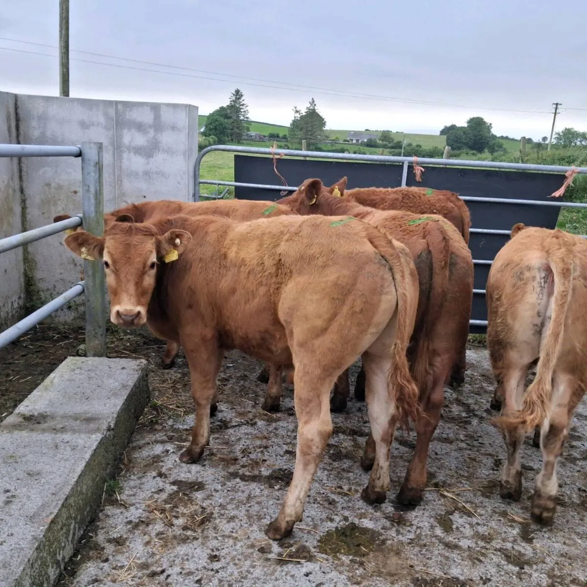 Yearling bullocks for sale - Image 1