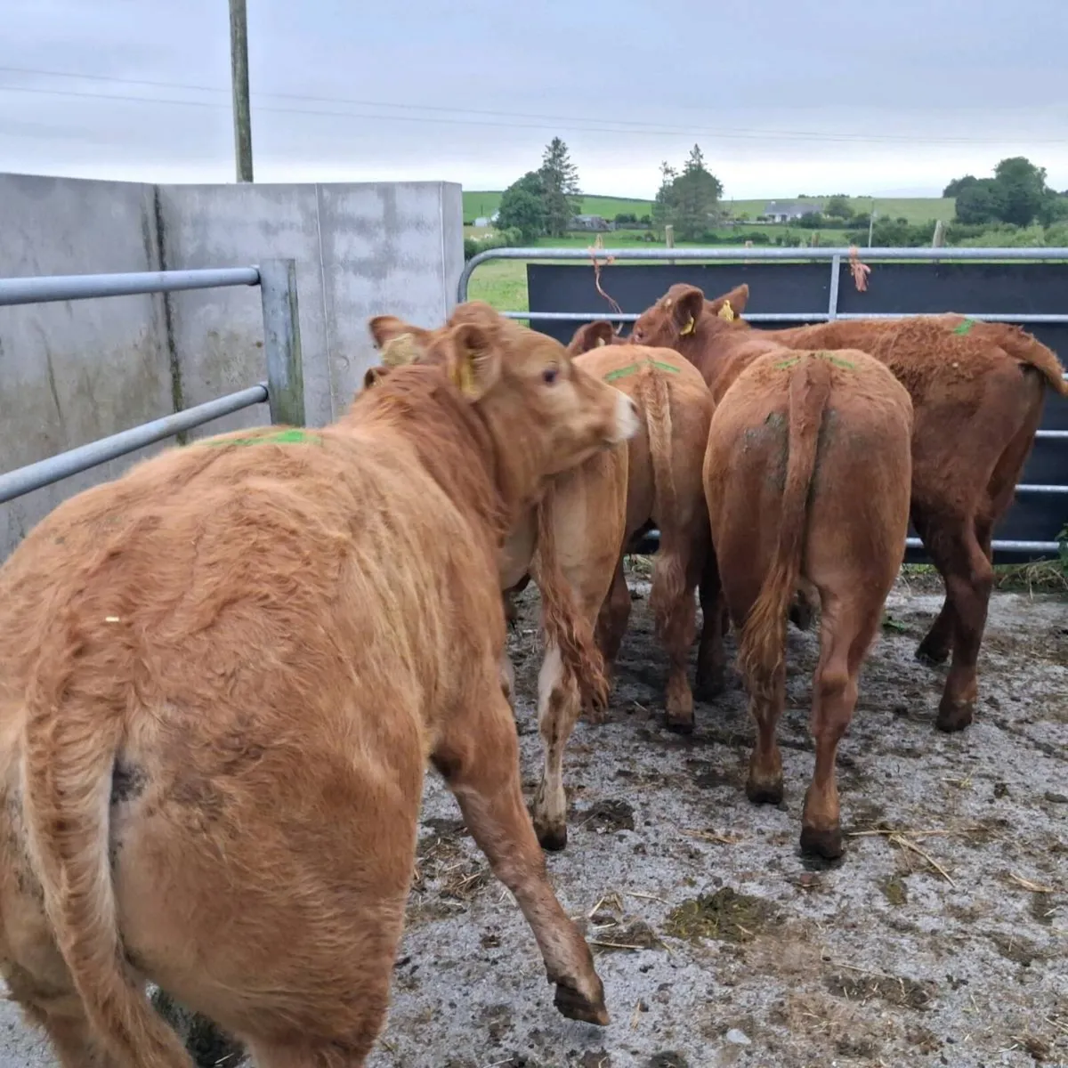 Yearling bullocks for sale - Image 3
