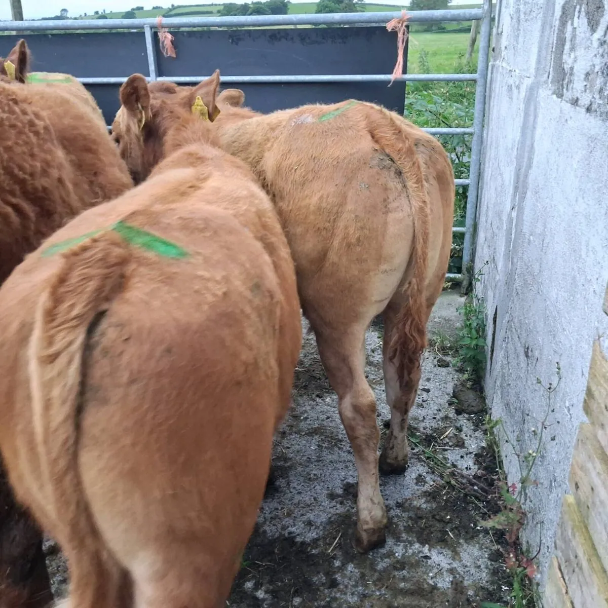 Yearling bullocks for sale - Image 2