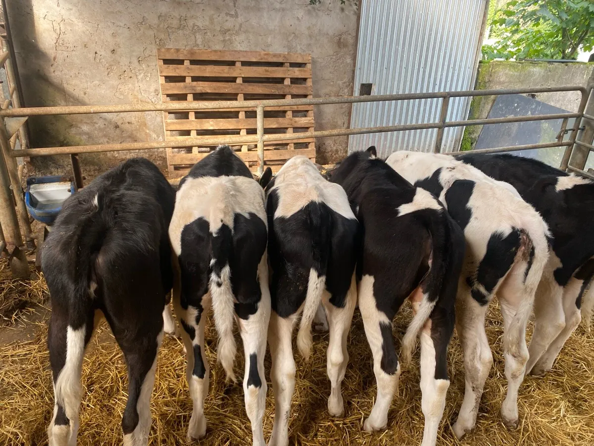 Fresian heiffer calves - Image 1