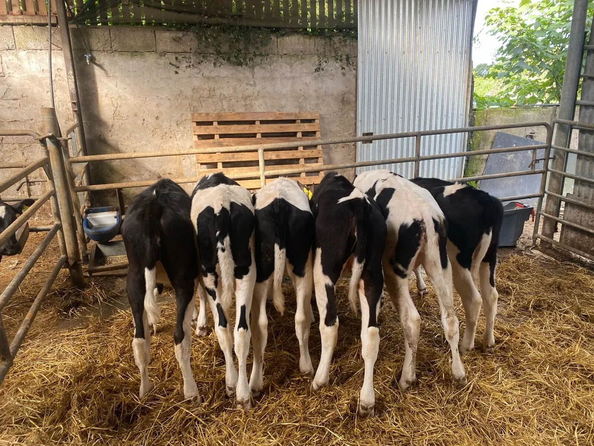 Fresian heiffer calves - Image 2