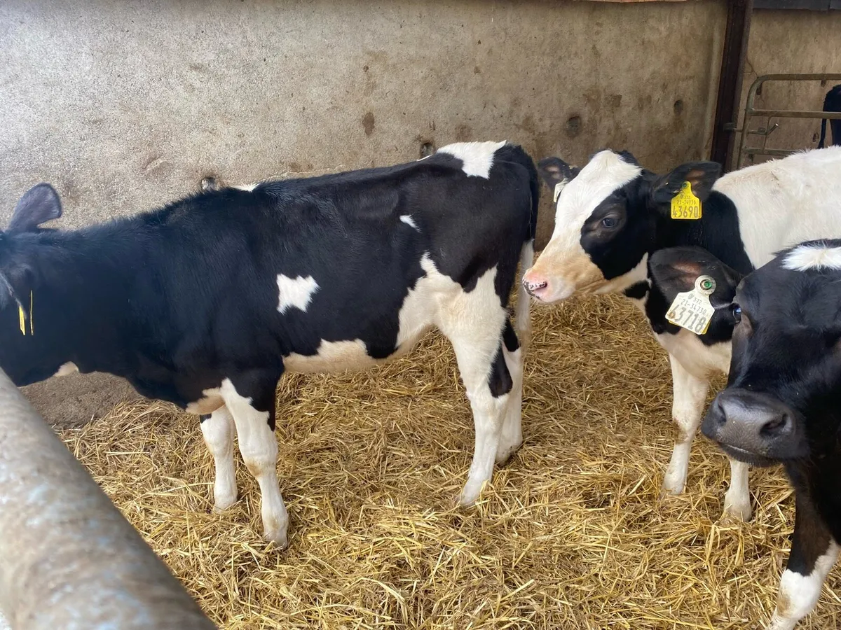 Fresian heiffer calves - Image 3