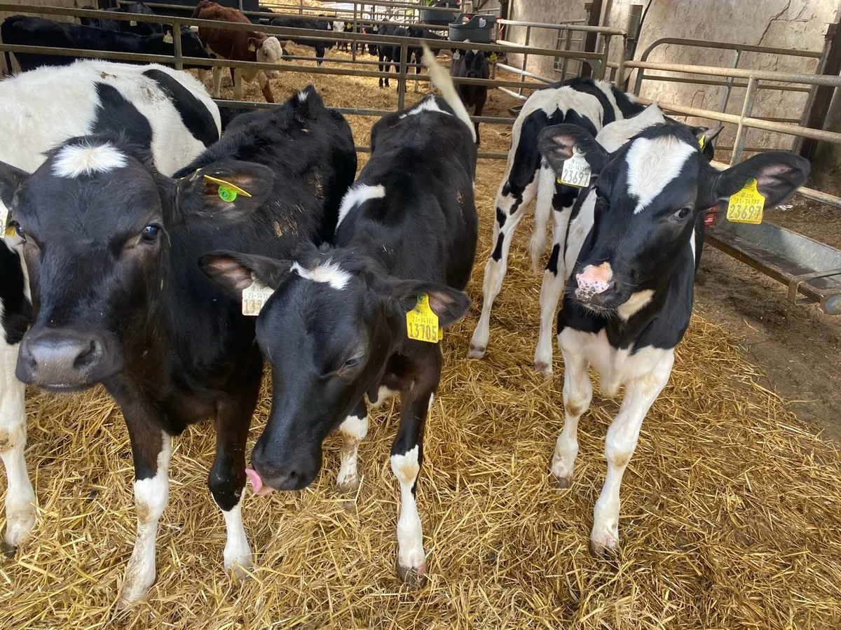 Fresian heiffer calves - Image 4