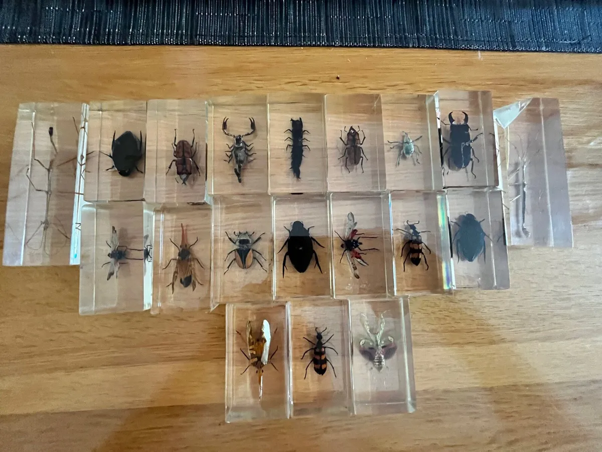 Super bugs in acrylic - Image 1