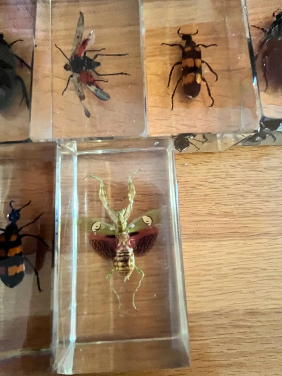 Super bugs in acrylic - Image 2