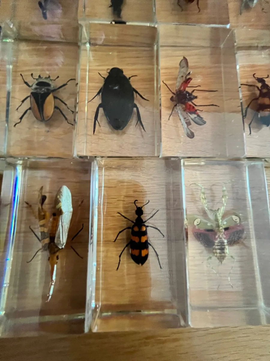 Super bugs in acrylic - Image 3