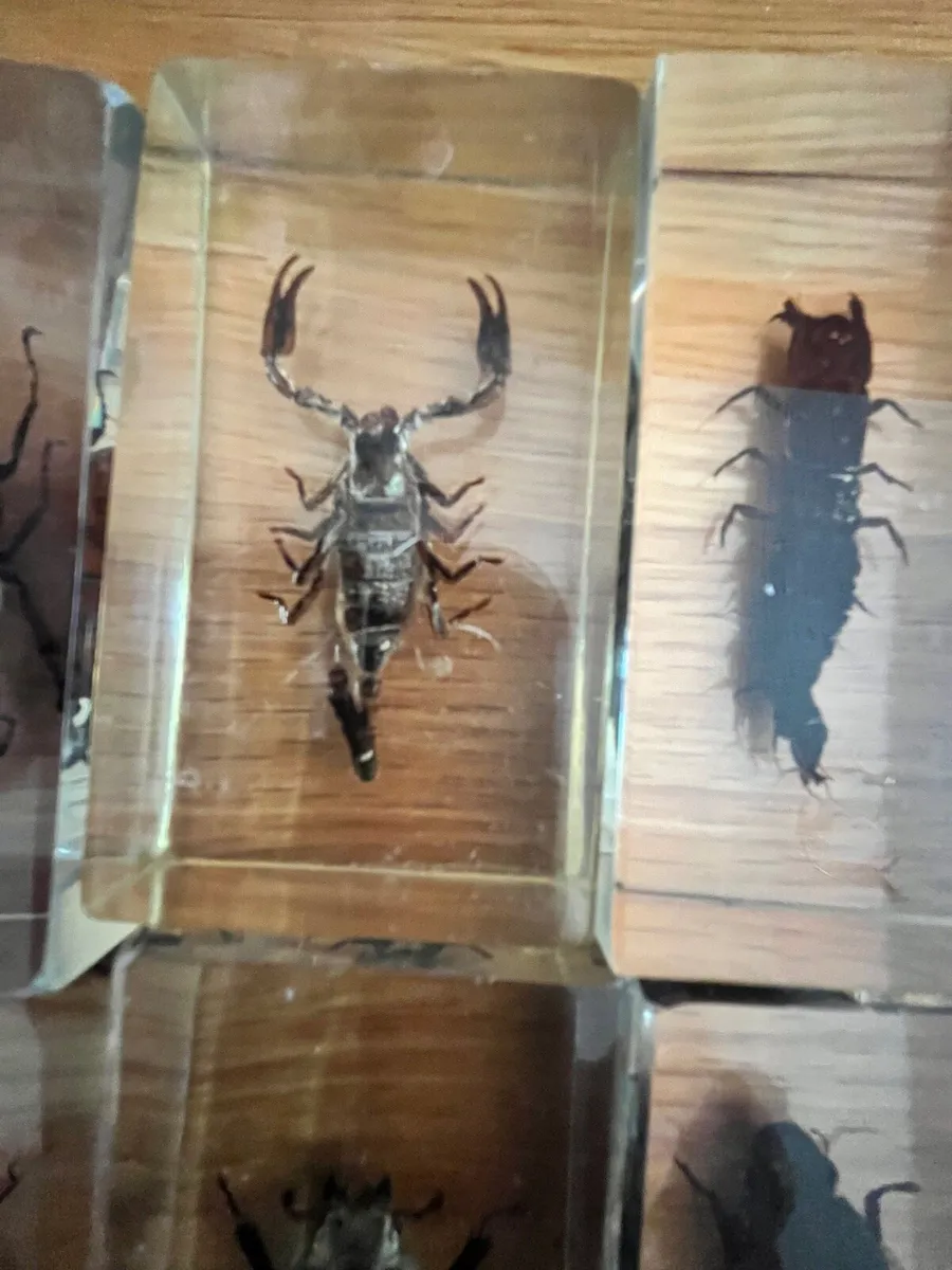 Super bugs in acrylic - Image 4