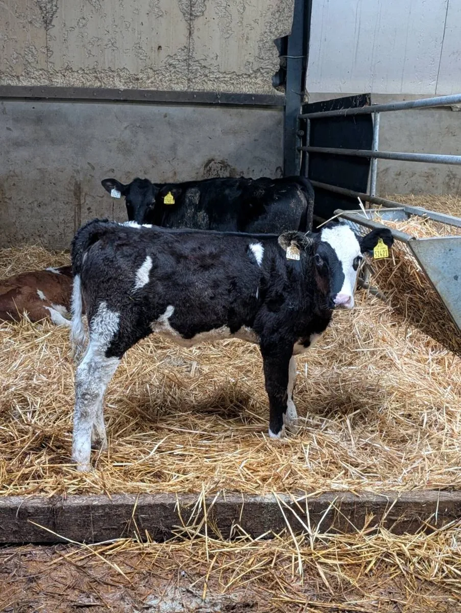 Simmental Heifer Calves - Image 2