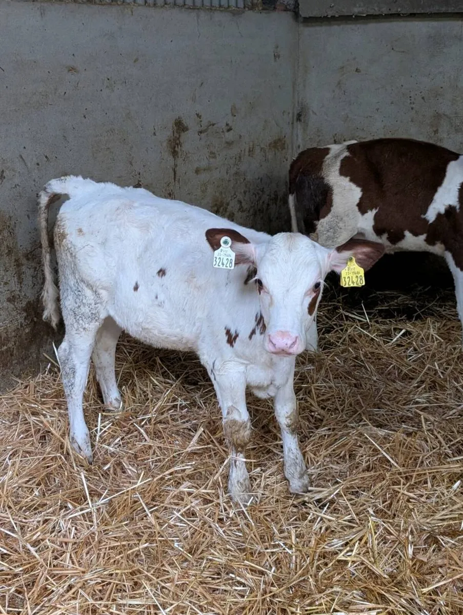 Simmental Heifer Calves - Image 3