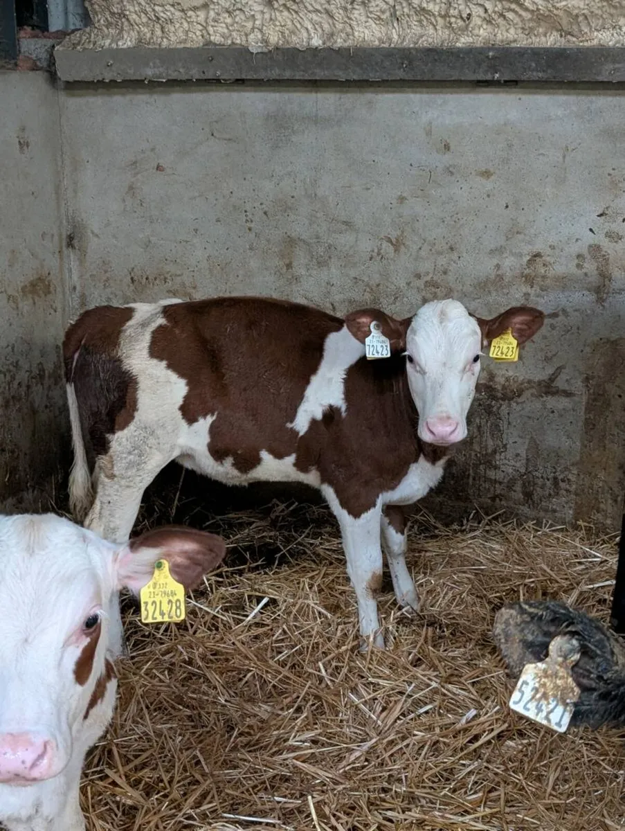 Simmental Heifer Calves - Image 1