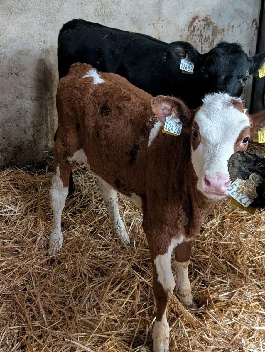 Simmental Heifer Calves - Image 4