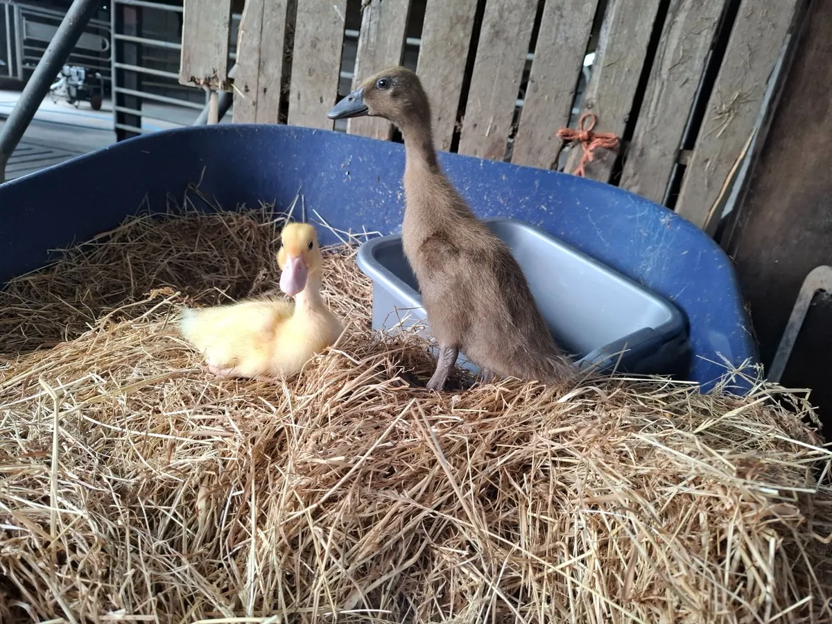 Duckling - Image 1
