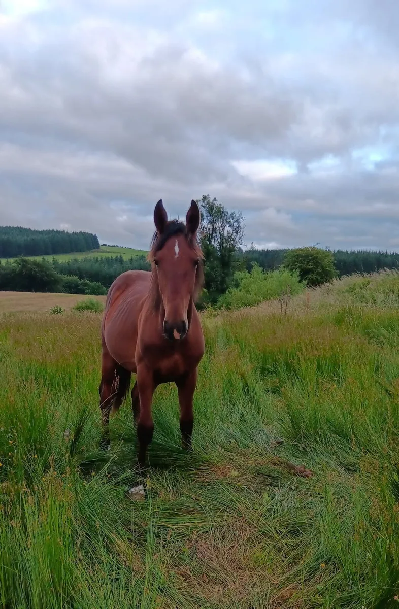 Killea Hill View yearling colt - Image 1