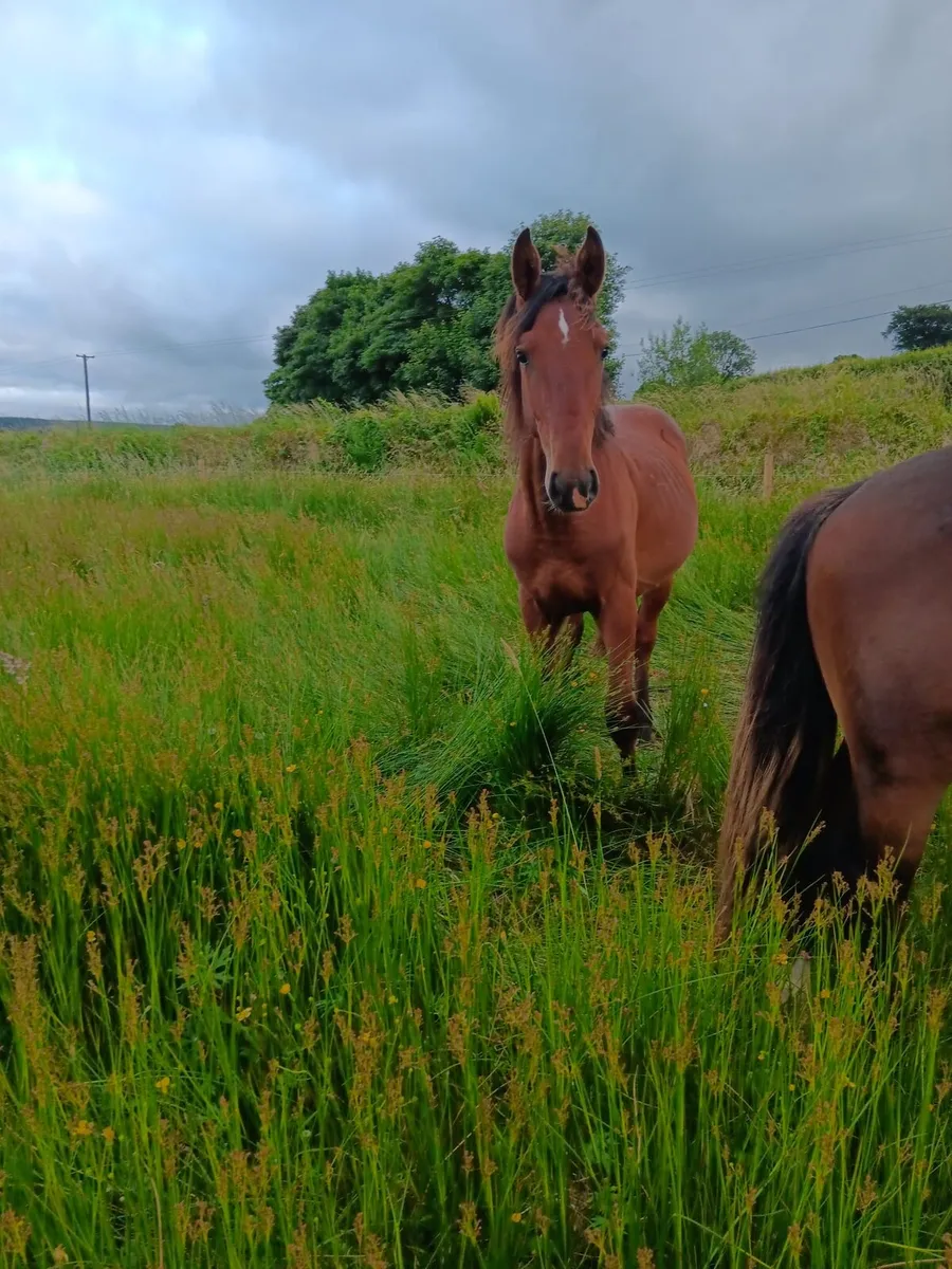 Killea Hill View yearling colt - Image 2