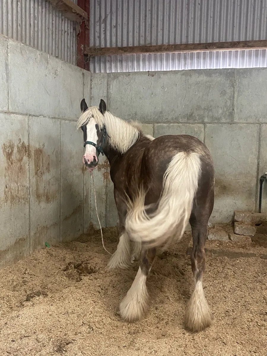 Yearling silver dapple filly - Image 3