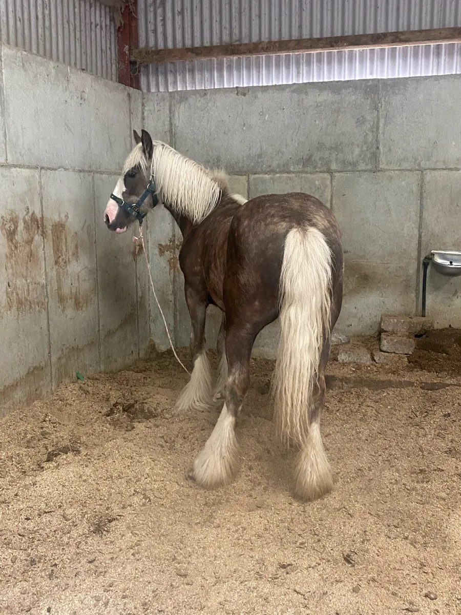 Yearling silver dapple filly - Image 4