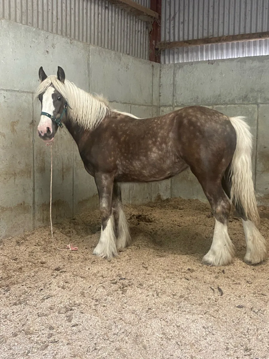 Yearling silver dapple filly - Image 2