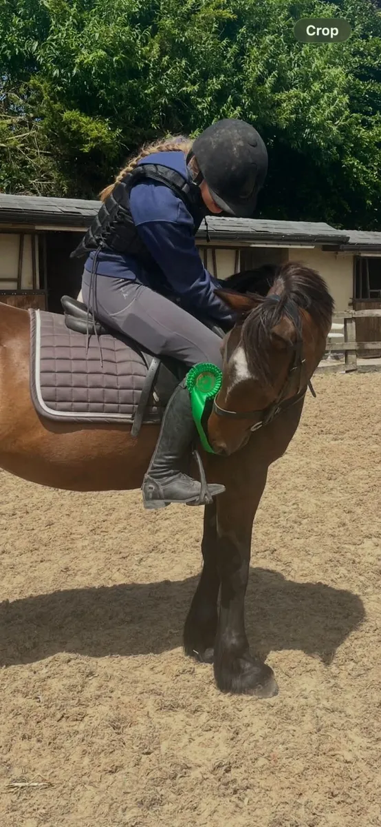 Quiet 14h cob - Image 2