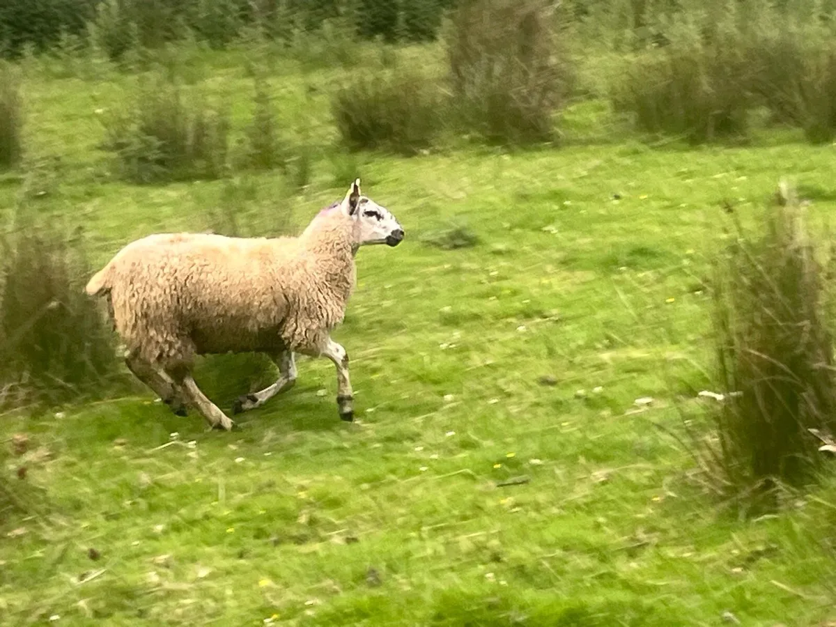 Organic Aberfield ewe lambs - Image 1