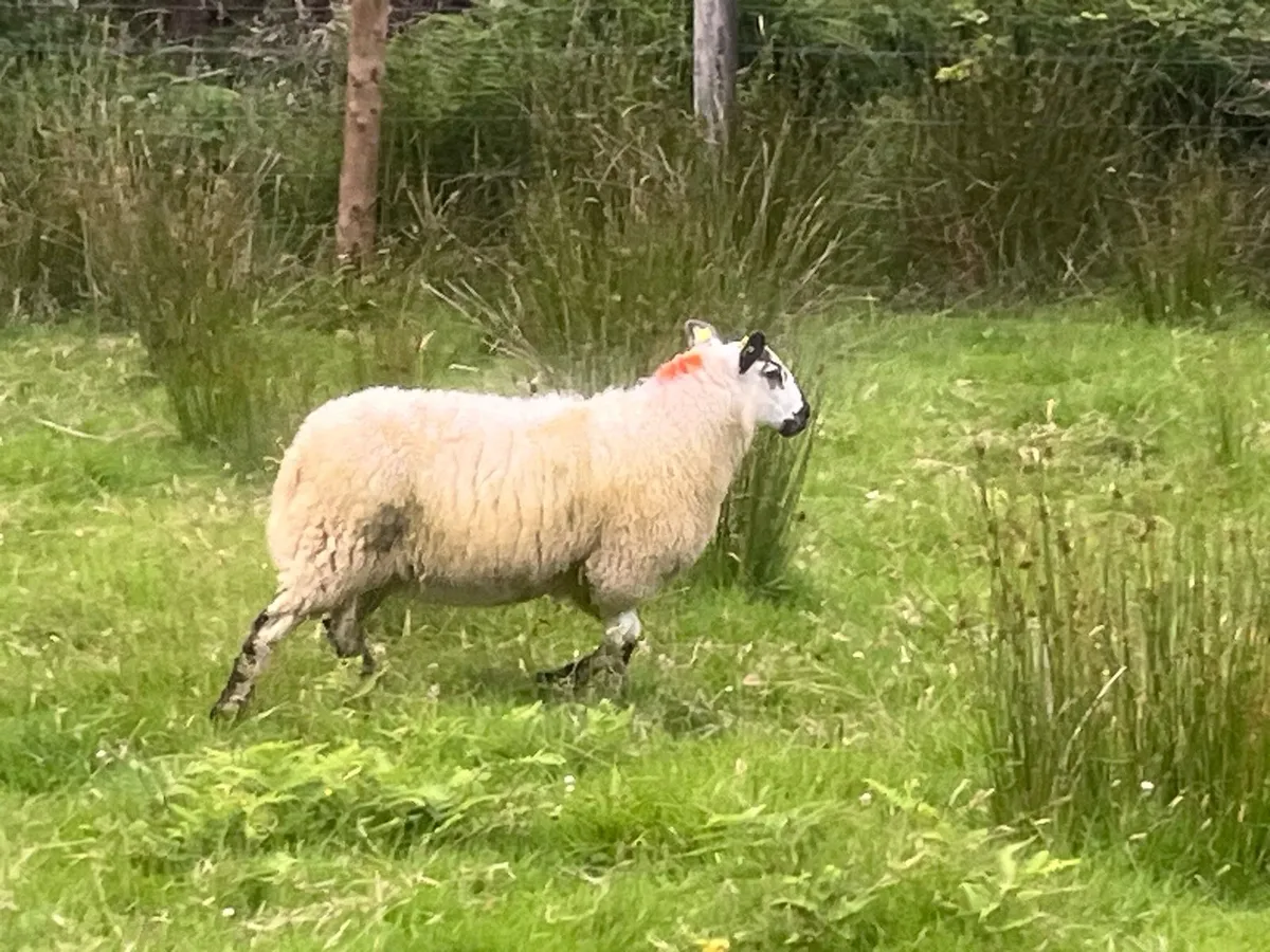 Organic Aberfield ewe lambs - Image 2