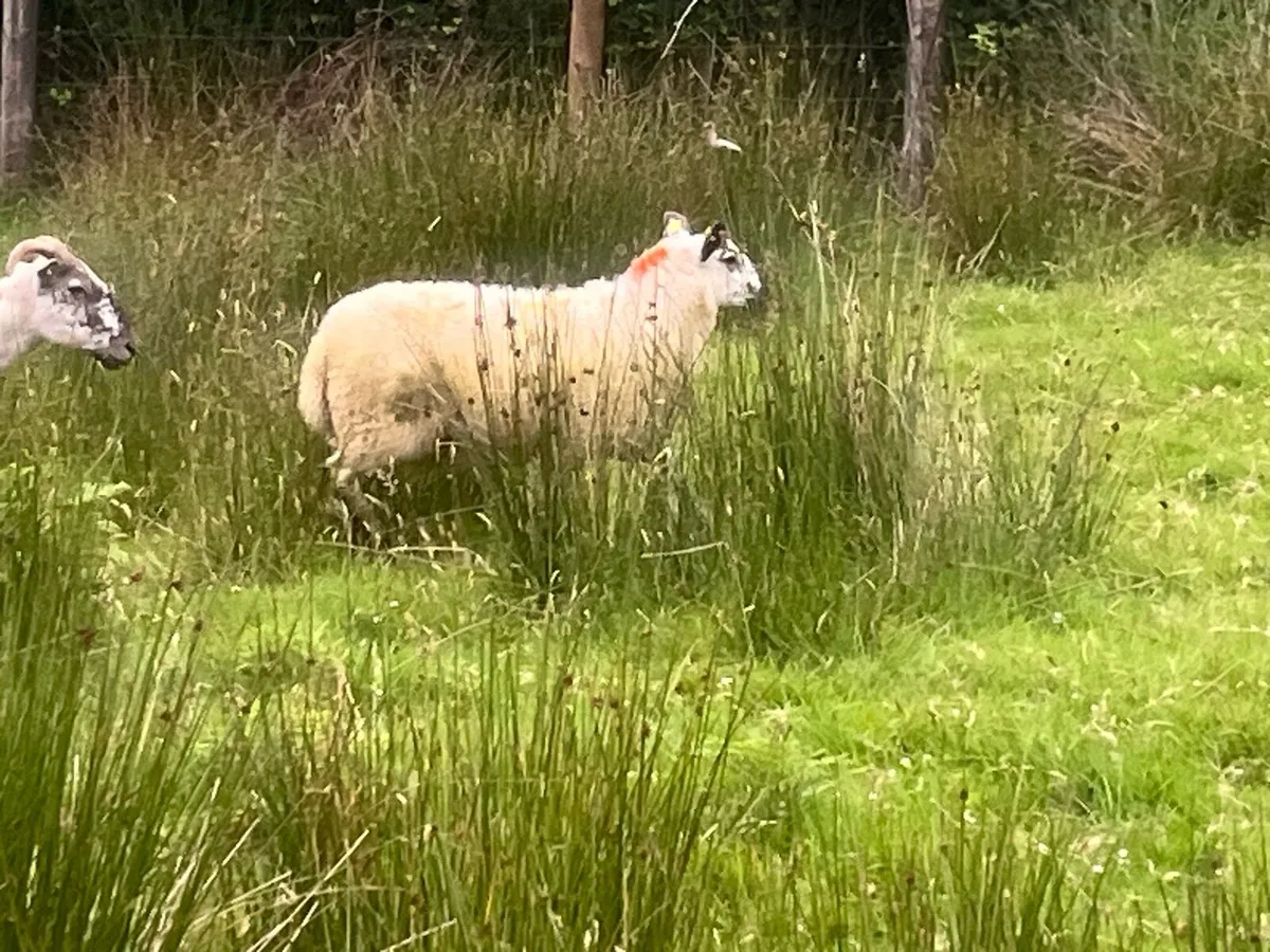 Organic Aberfield ewe lambs - Image 3