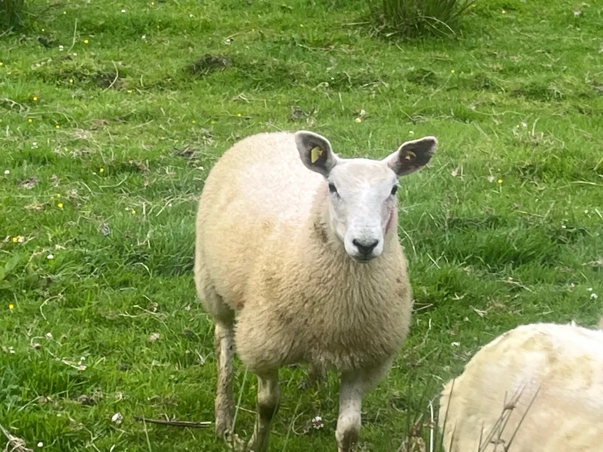 Organic Aberfield ewe lambs - Image 4
