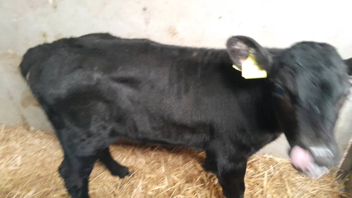4 Good Quality AA Bull Calves - Image 1