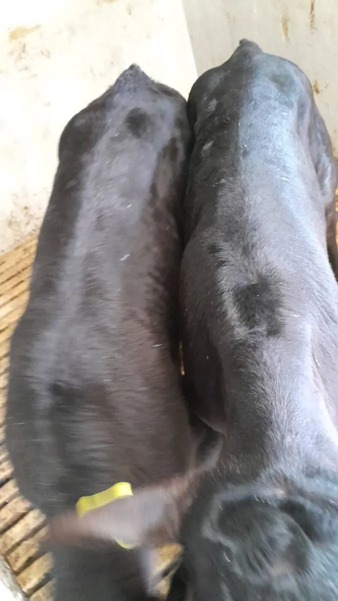 4 Good Quality AA Bull Calves - Image 2