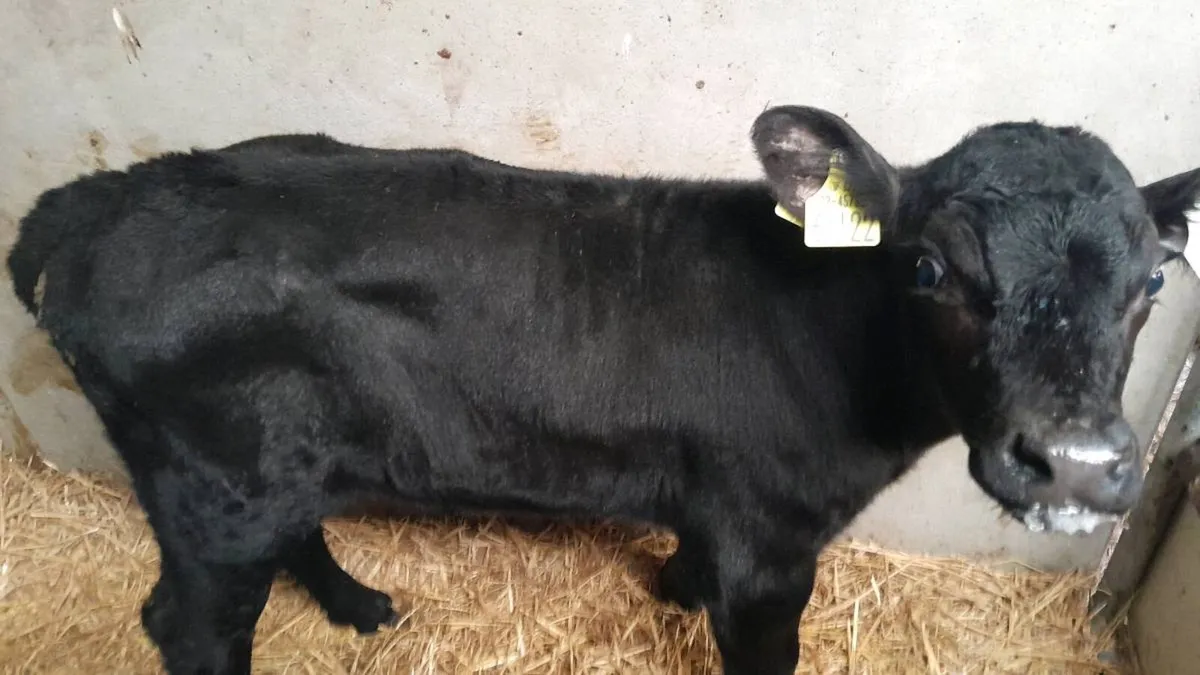 4 Good Quality AA Bull Calves - Image 3
