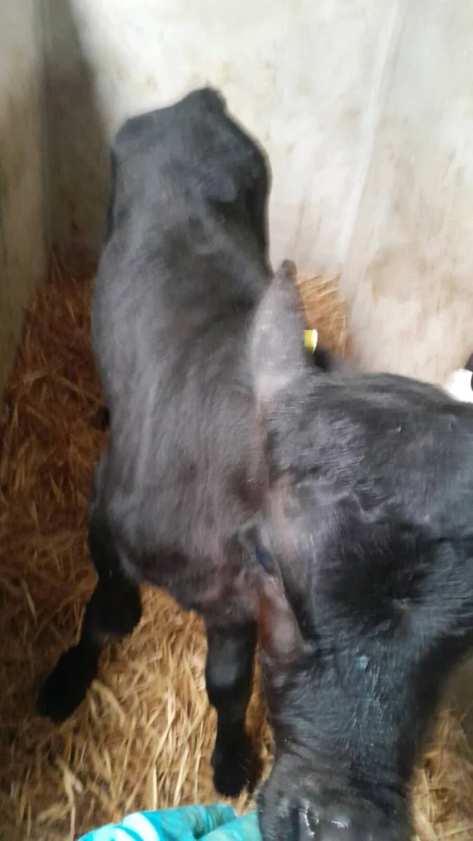 4 Good Quality AA Bull Calves - Image 4