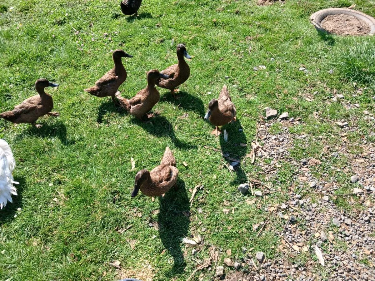 Khaki Campbell Ducks - Image 1