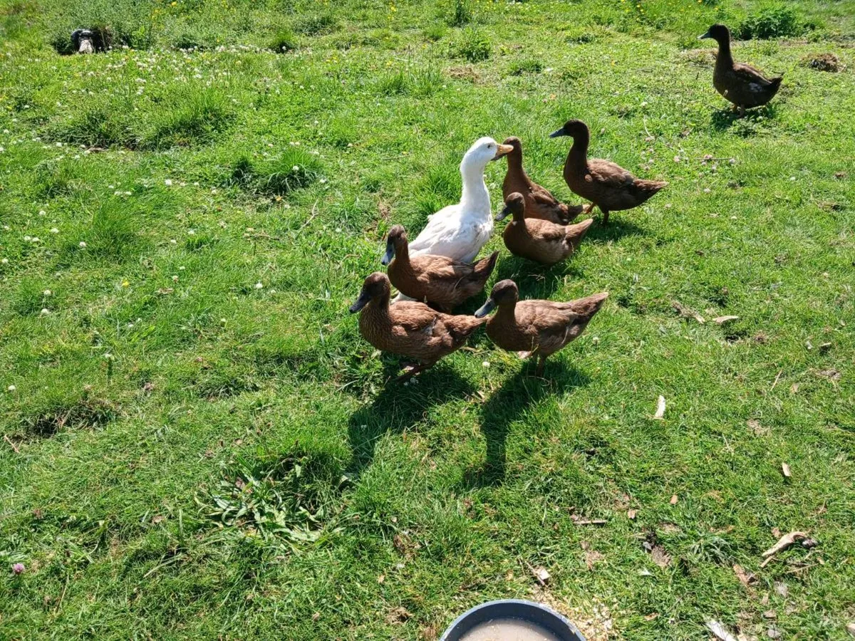 Khaki Campbell Ducks - Image 2