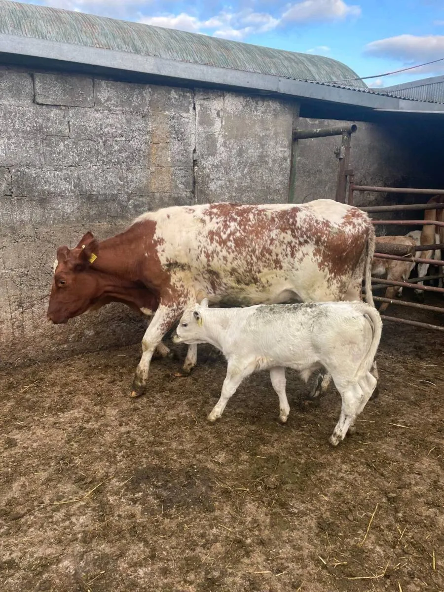 Suckled with calves at foot clearance sale - Image 1