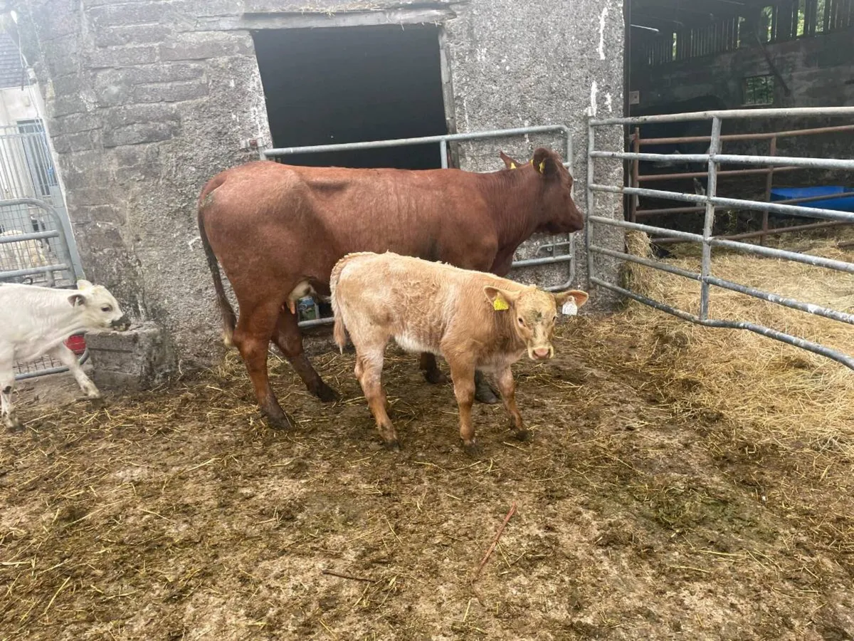 Suckled with calves at foot clearance sale - Image 2