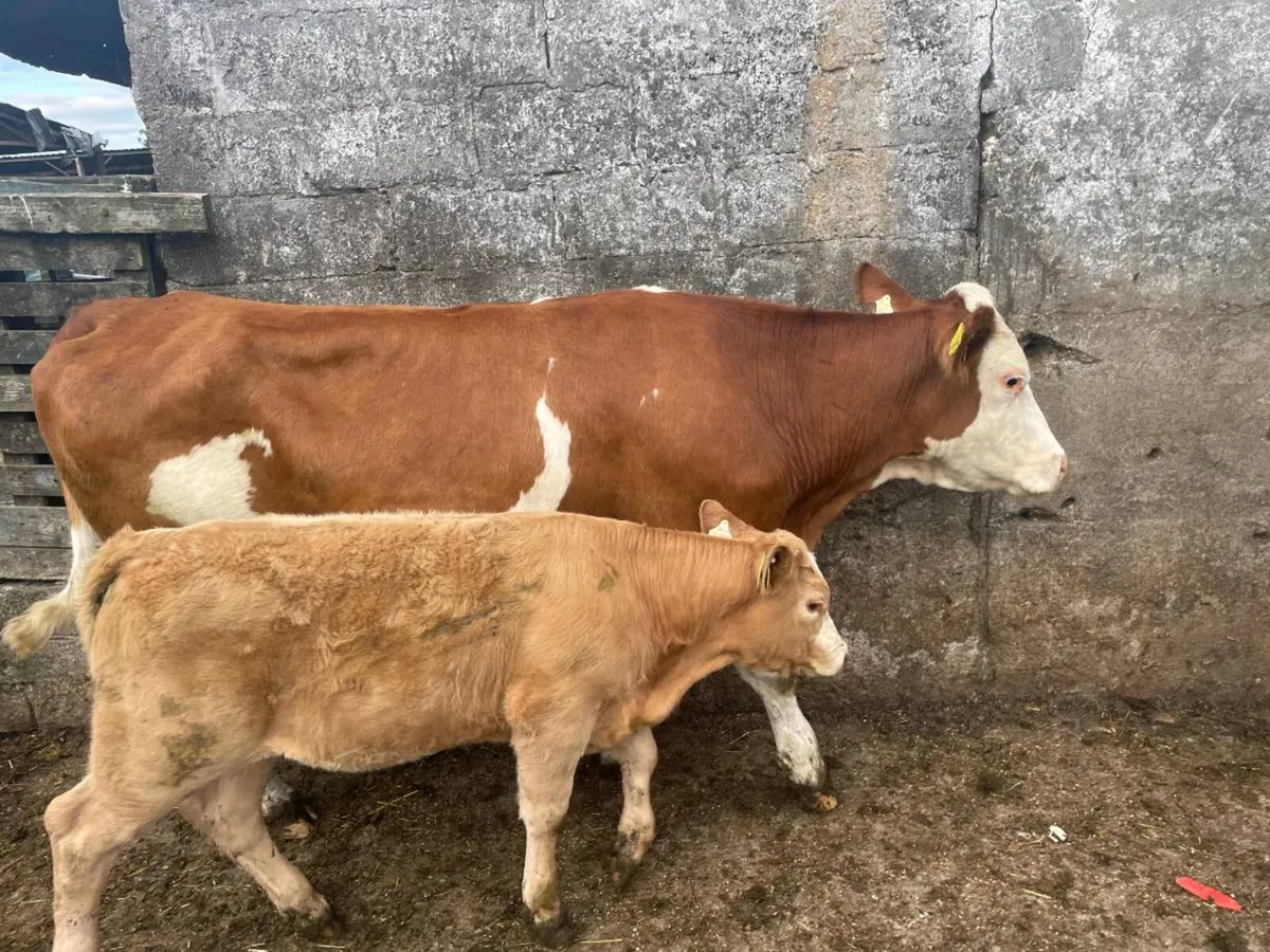 Suckled with calves at foot clearance sale - Image 3
