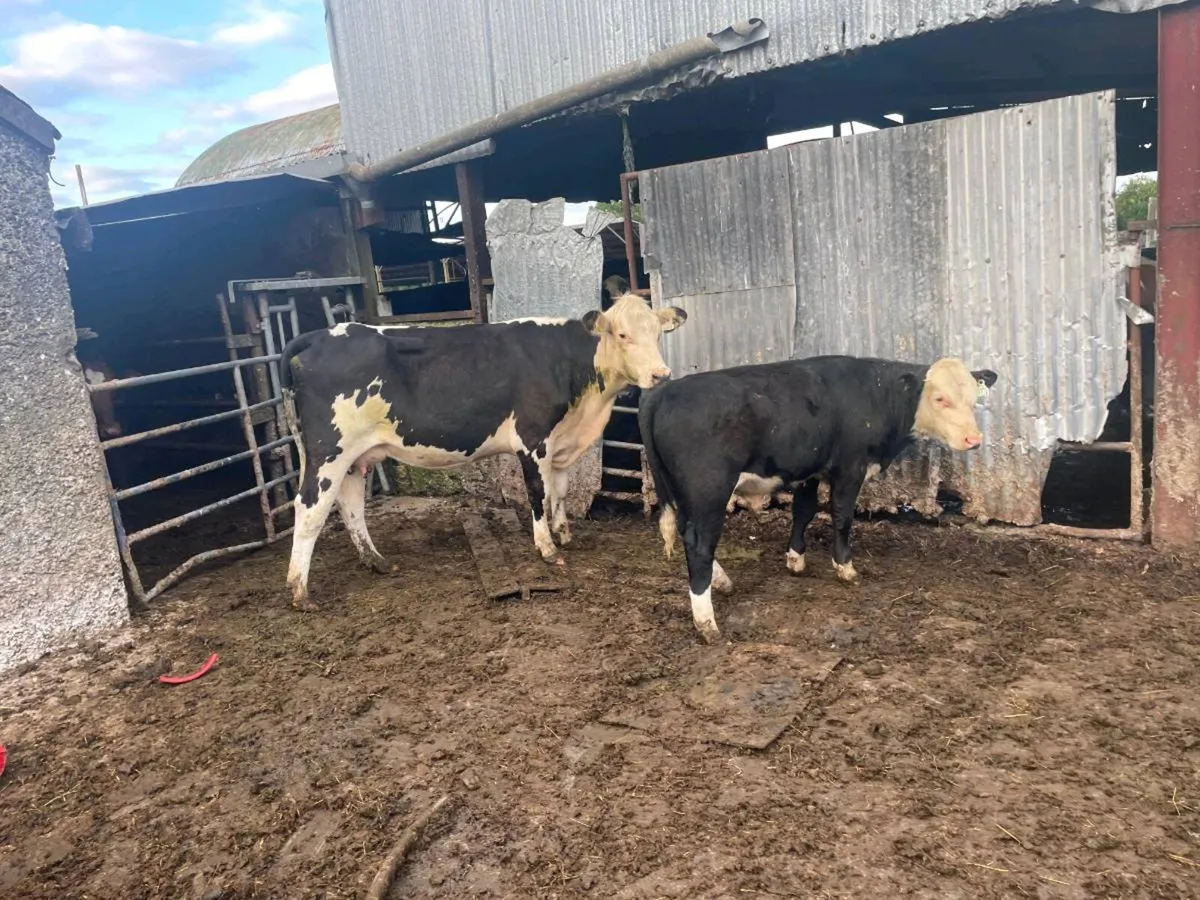 Suckled with calves at foot clearance sale - Image 4