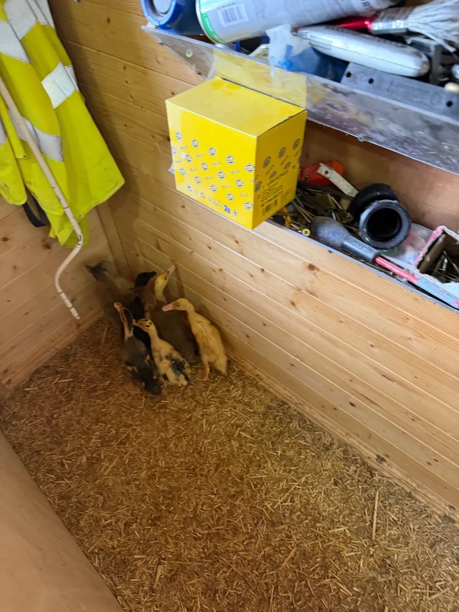 Indian runner ducklings - Image 3