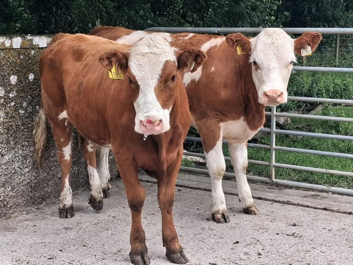 2 Simmental Heifers - Image 3